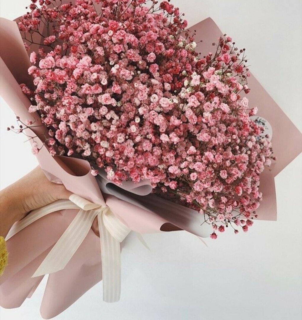 Гипсофила Тихоокеанская розовая