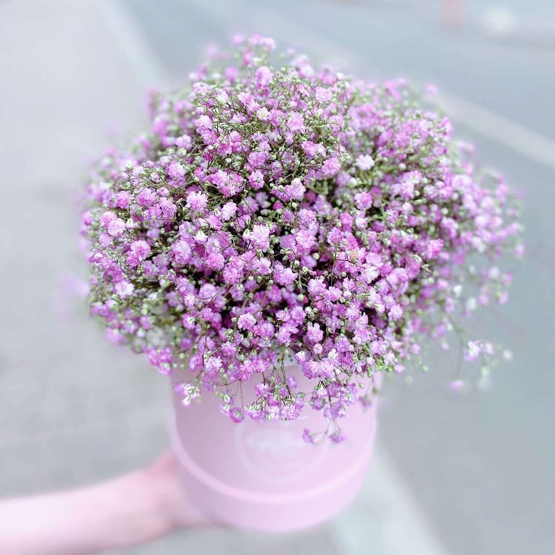 Гипсофила Рейнбоу