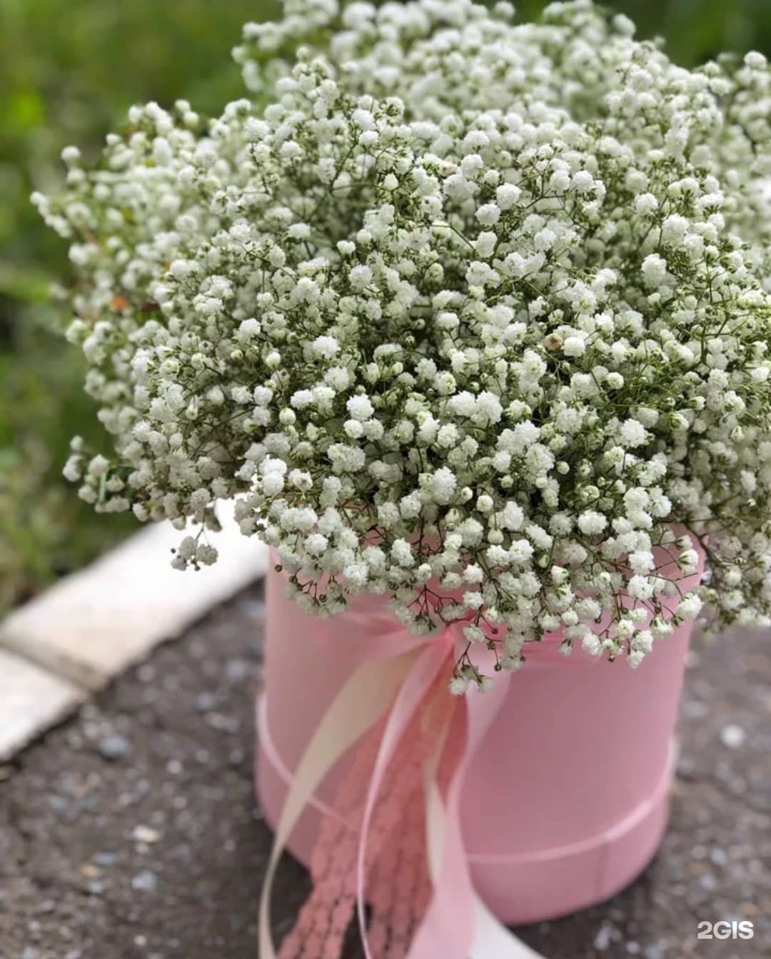 Гипсофила метельчатая Сноуфлейк