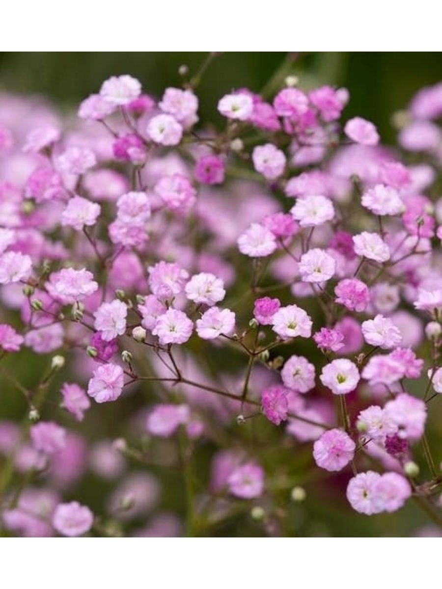 Милый букет цветов