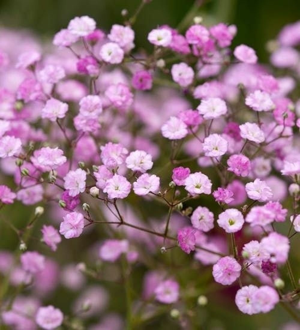 Гипсофила метельчатая паникулата