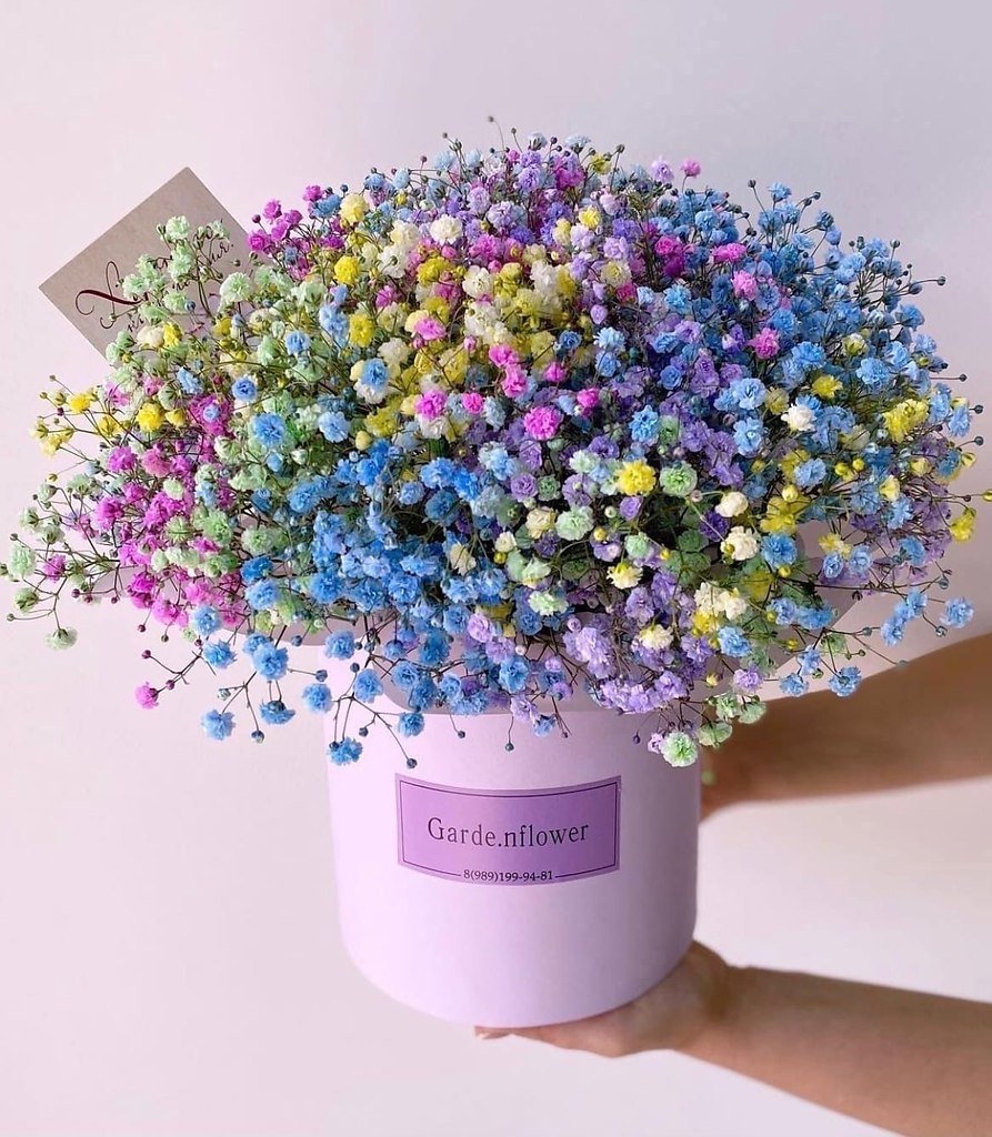 Гипсофила розовая