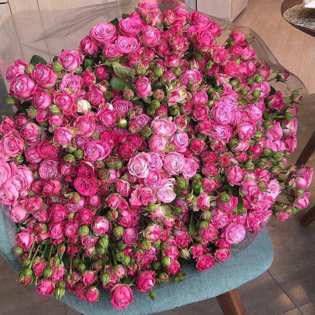 Гипсофила метельчатая белая