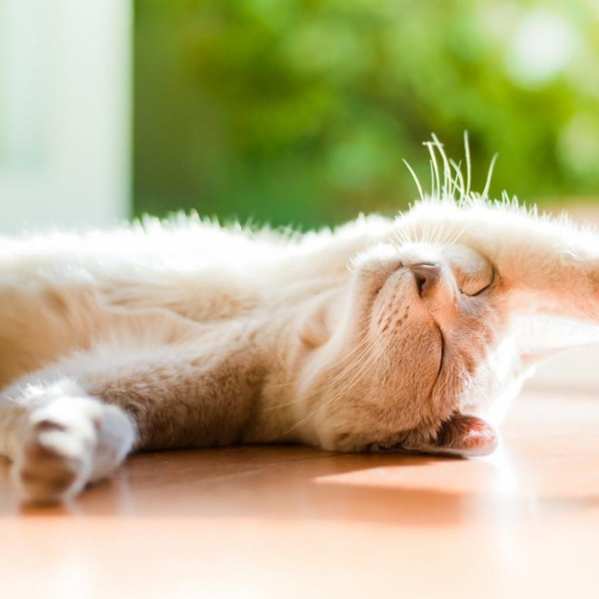 Доброе утро воскресенье лето