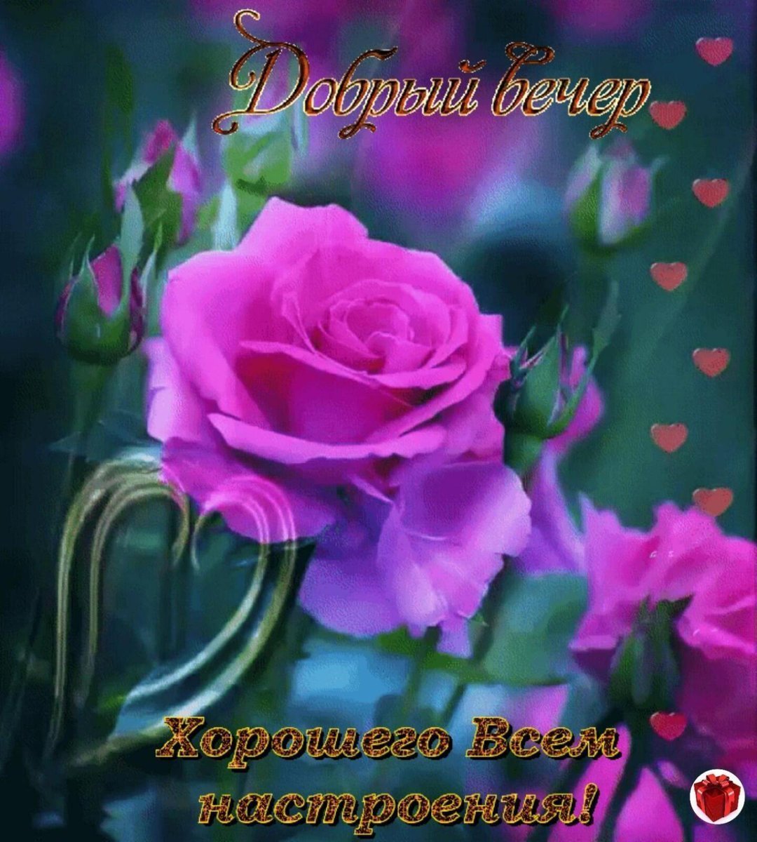 Розы переливающийся