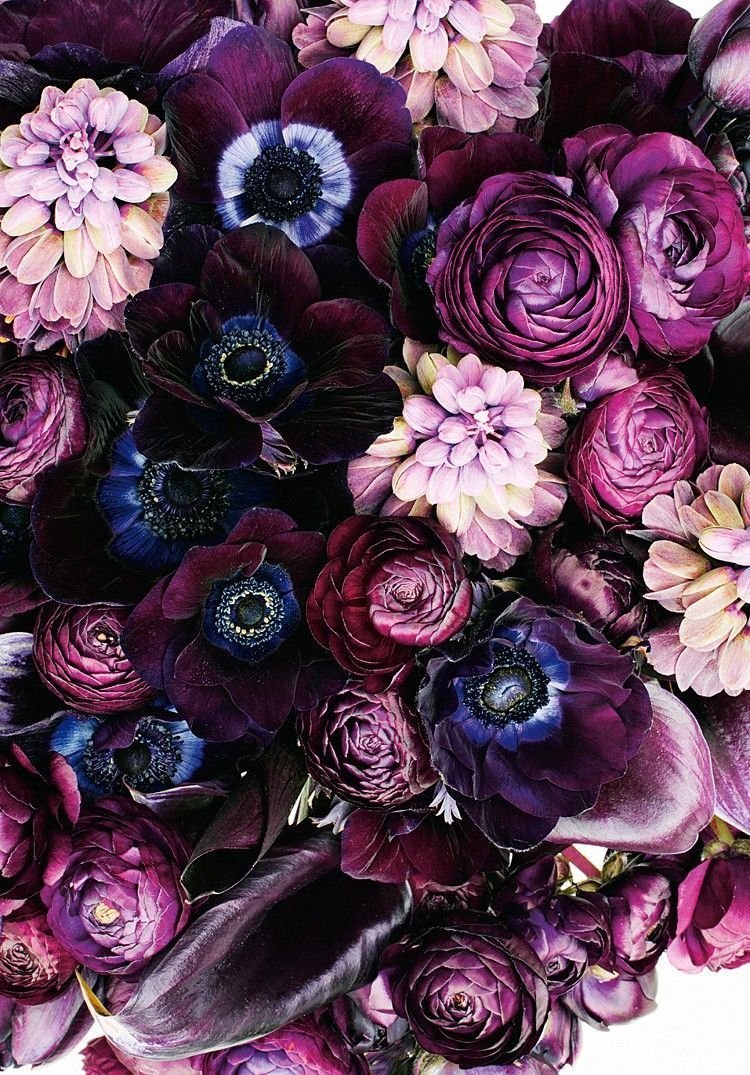 Георгины Purple Bouquet Anemone