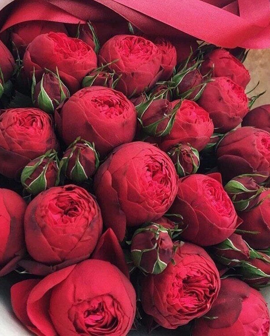 Роза кустовая ред пиано