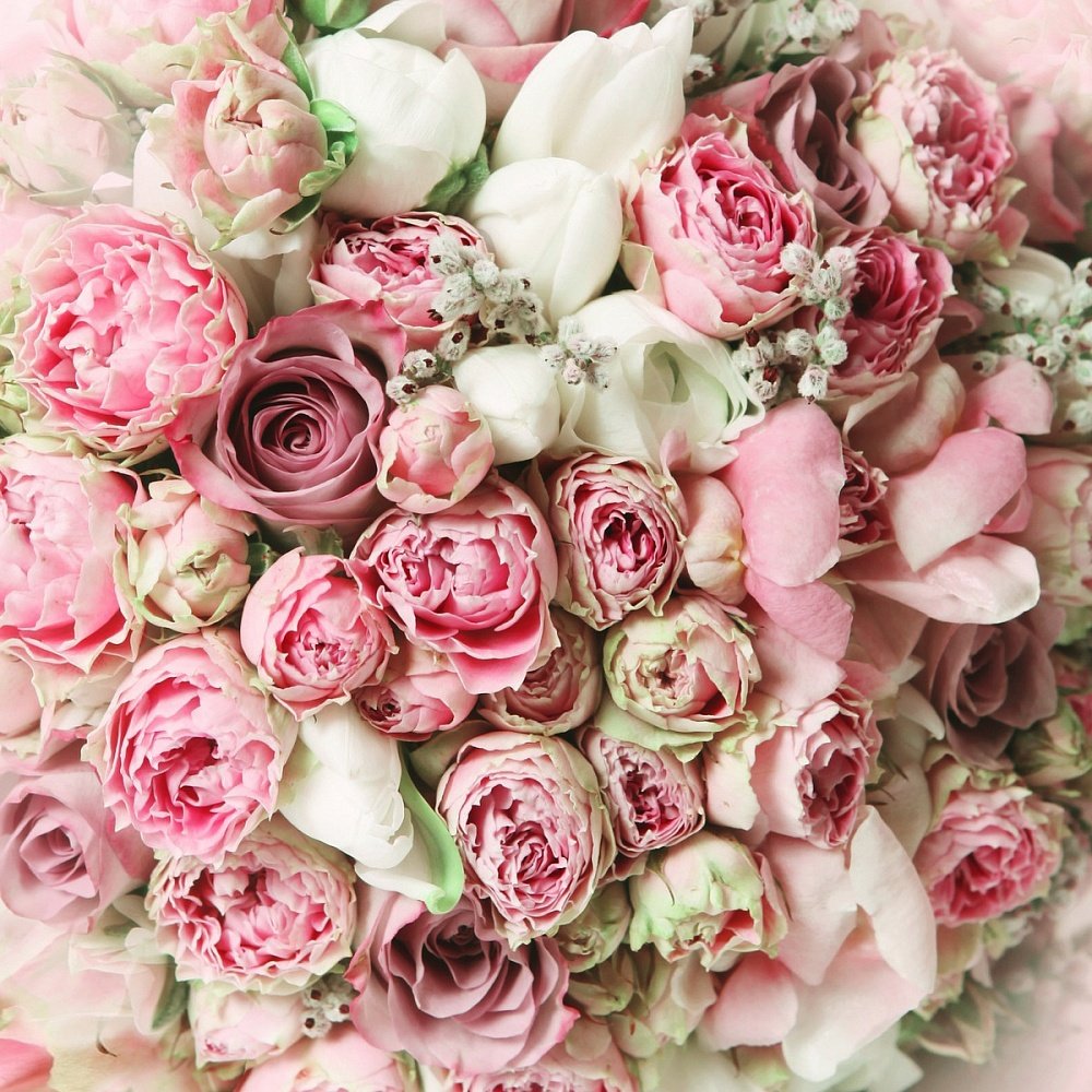 Роза кустовая пионовидная розовая