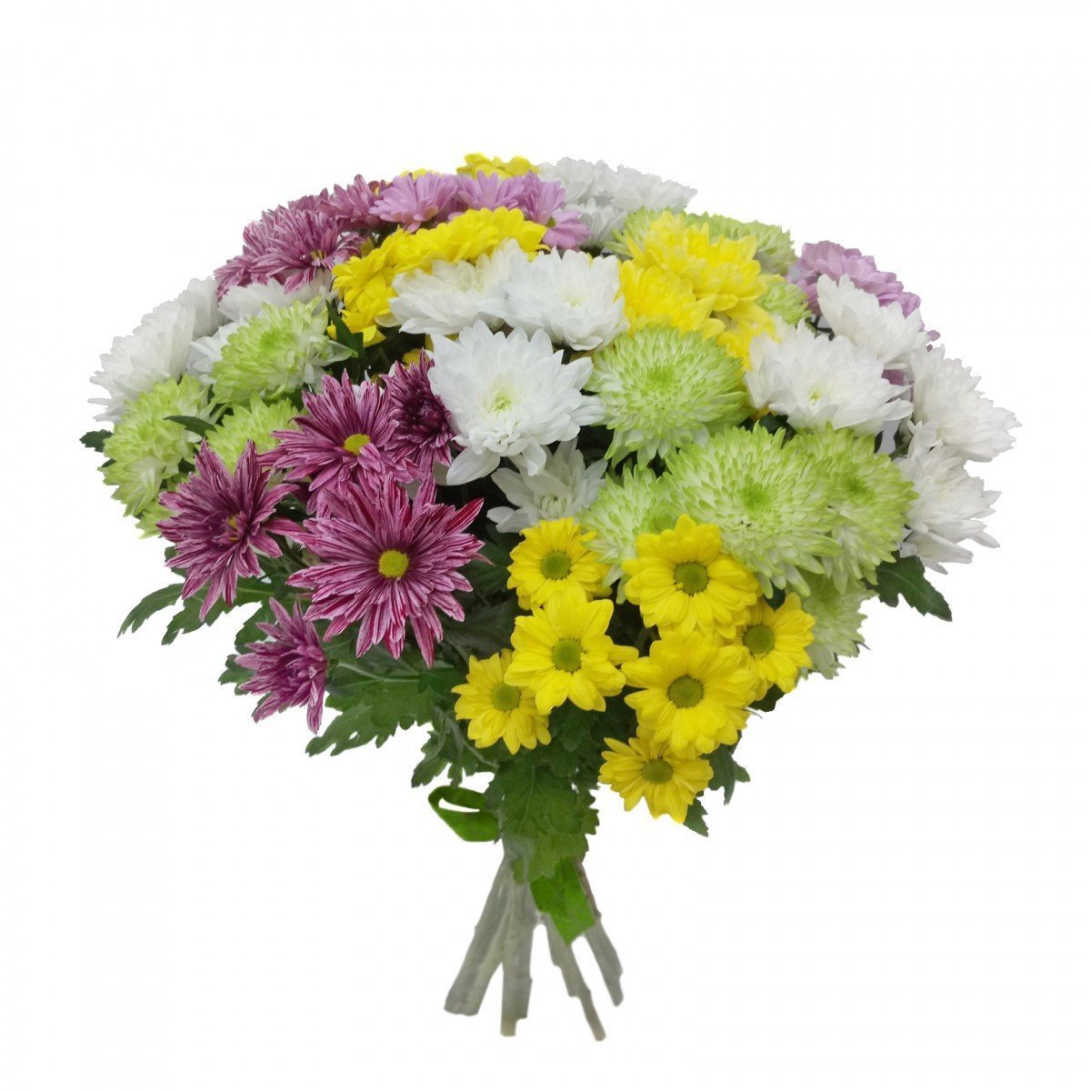 Хризантема Сантини Ауринко