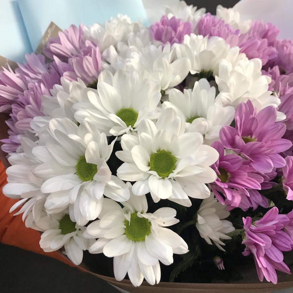 Улан-Удэ хризантемы кустовая