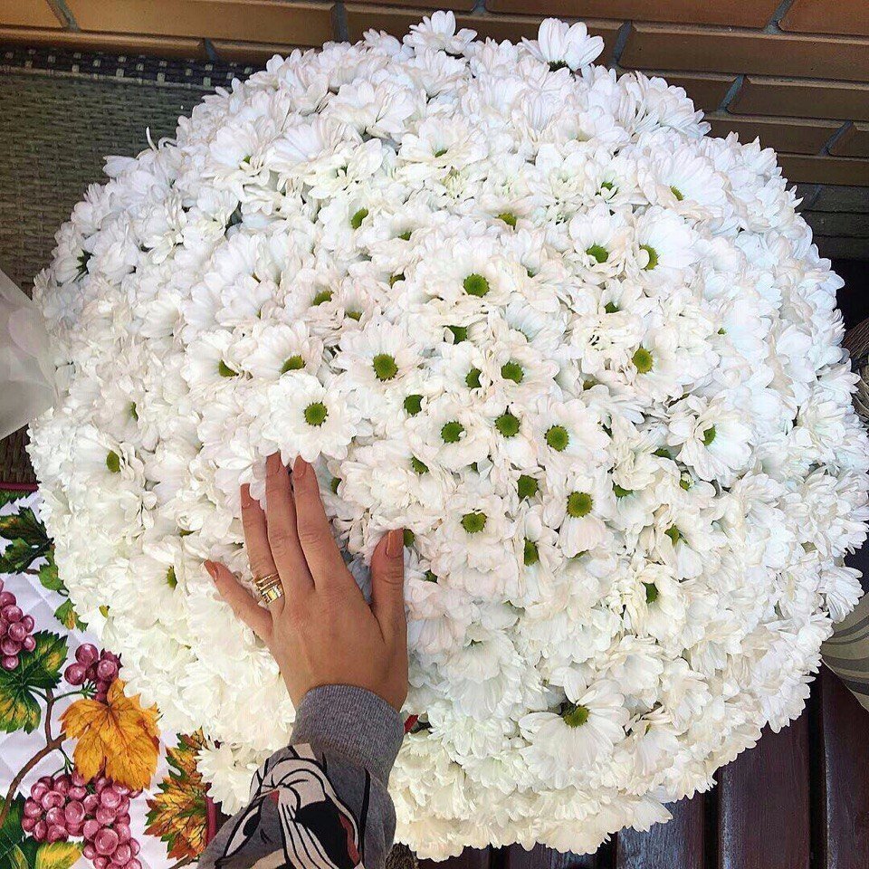 Хризантемы Ромашковые фиолетовые