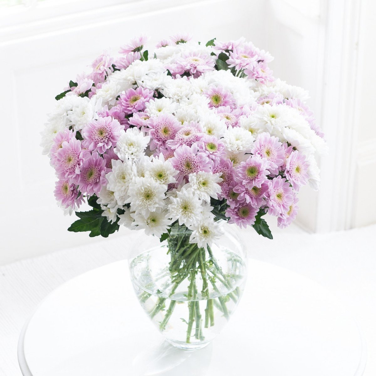 Хризантемы Ромашковые фиолетовые