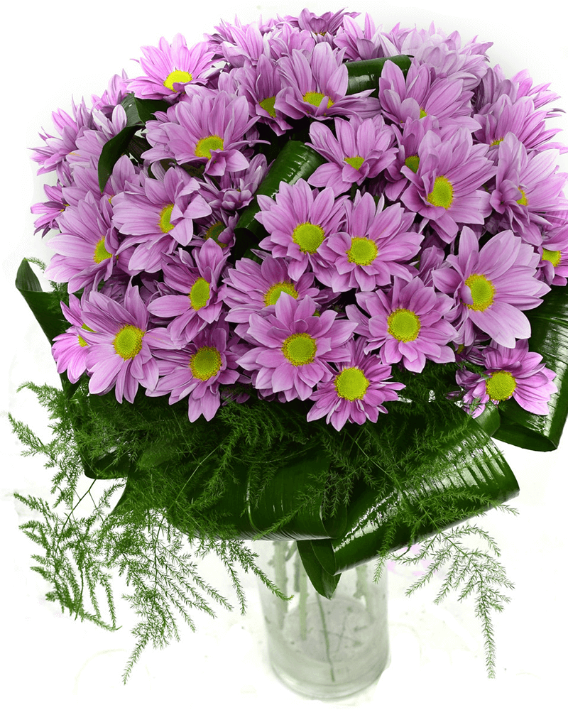 Хризантема Балтика желтая