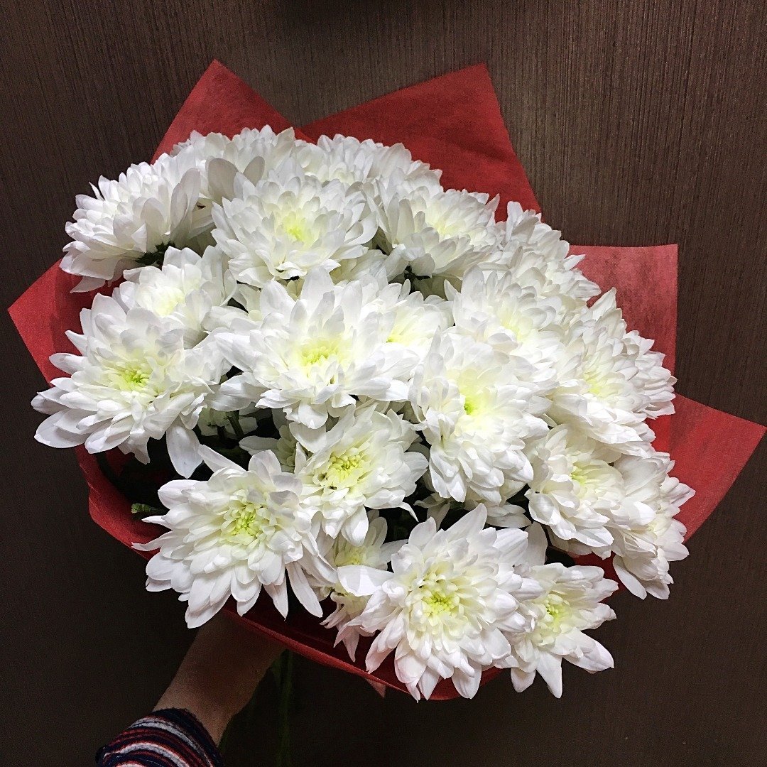 Хризантема Коконут