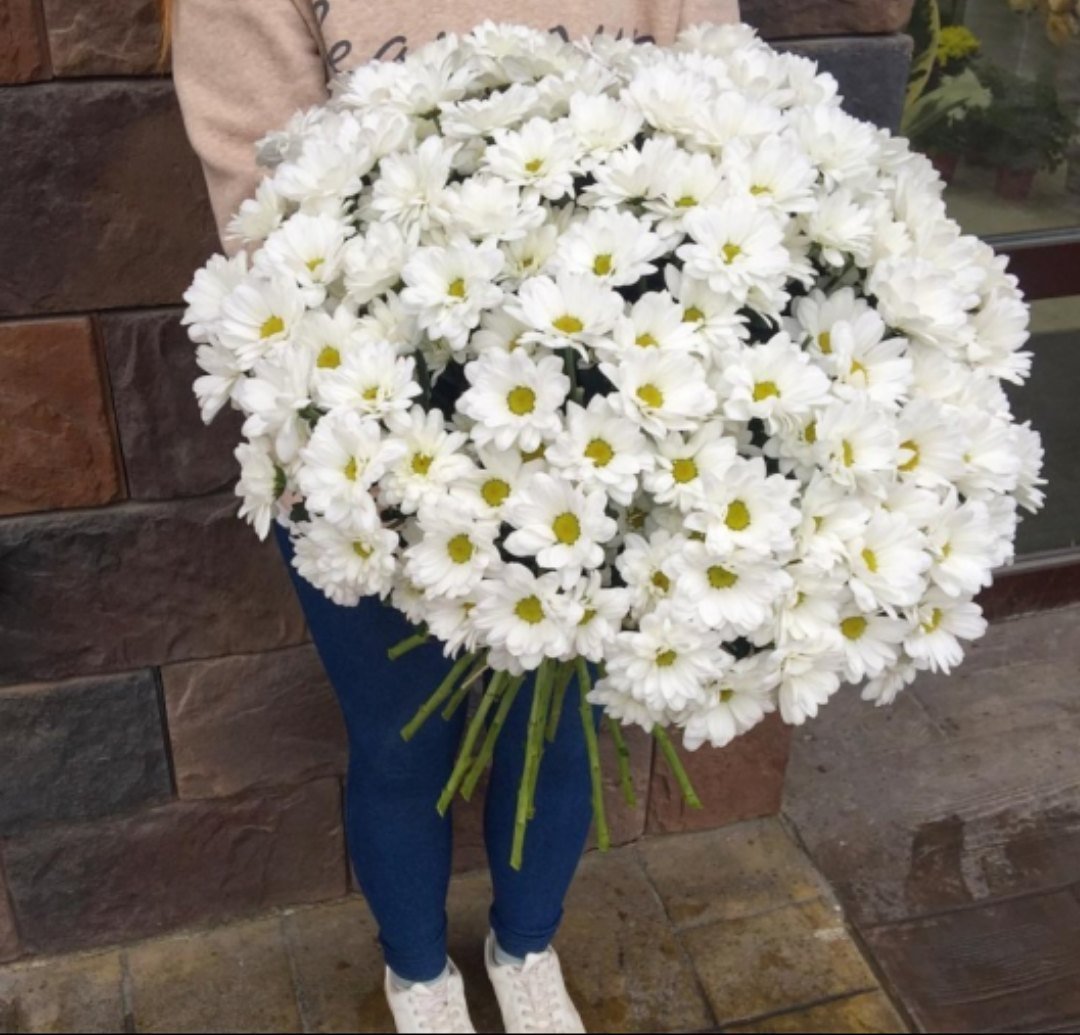 Хризантемы белые кустовые Ромашковые букет