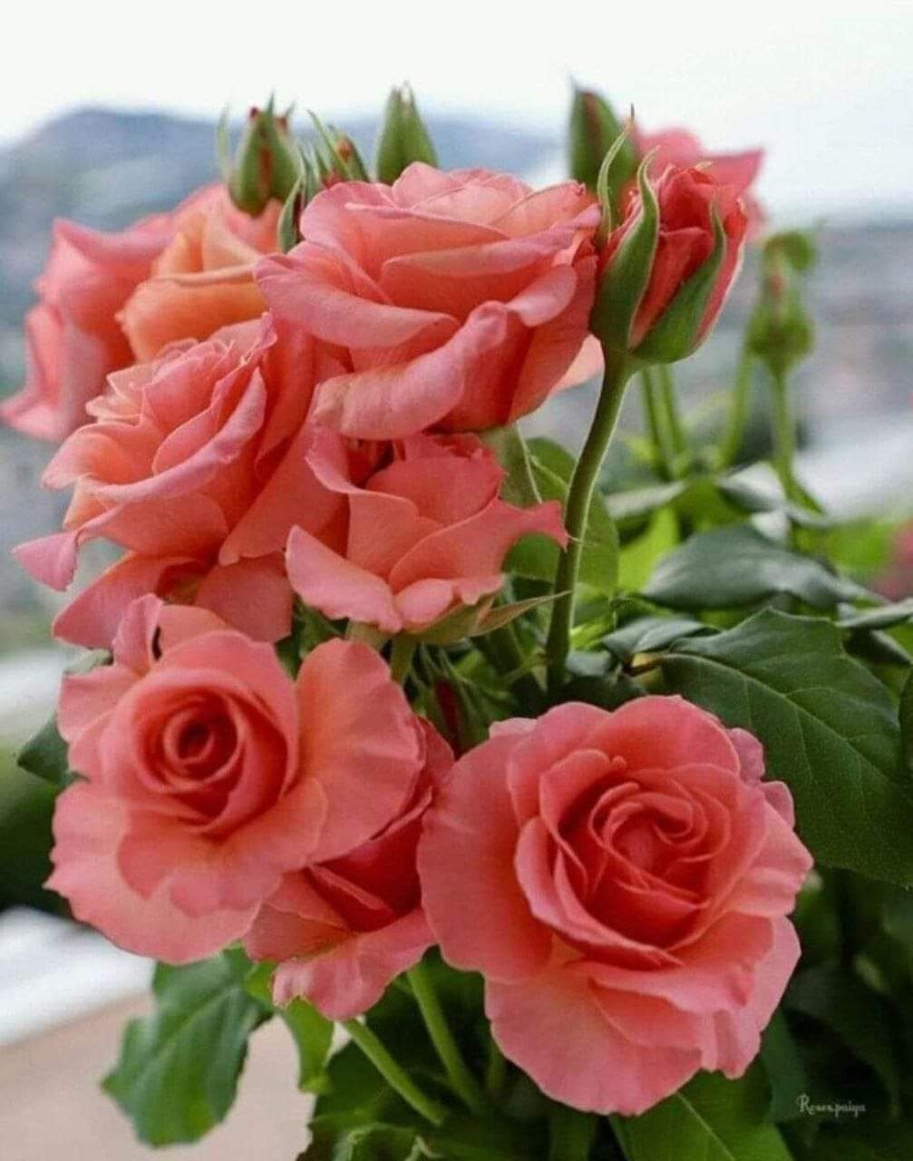 С добрым утром розы