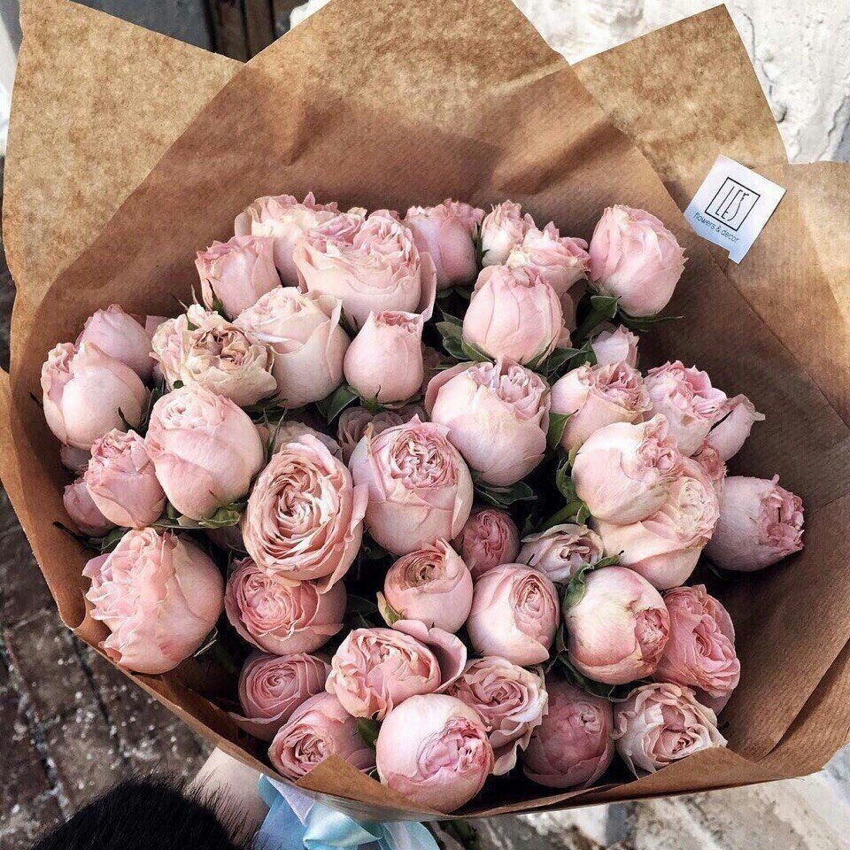 Пионовидная роза Peony Pink