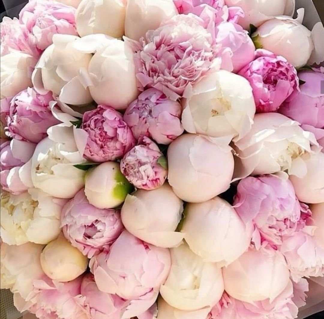 Гисслер пионы