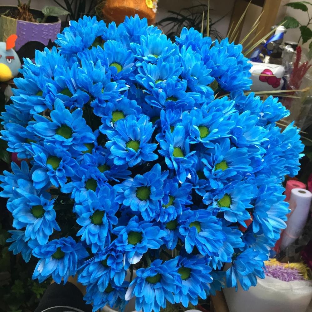 Хризантема кустовая синяя