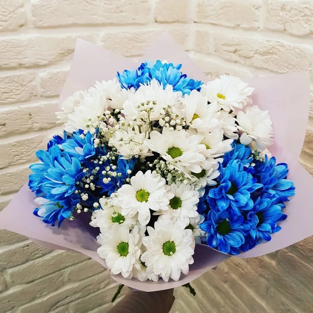 Хризантема кустовая голубая