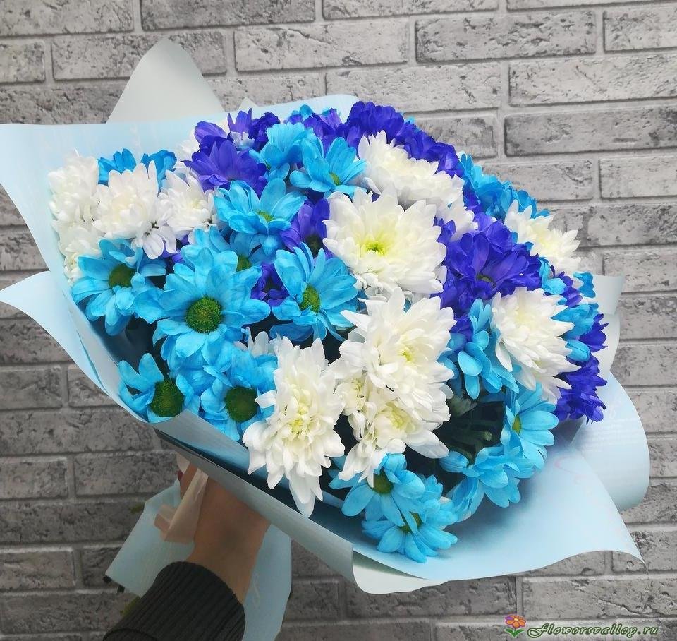 Букет голубых хризантем