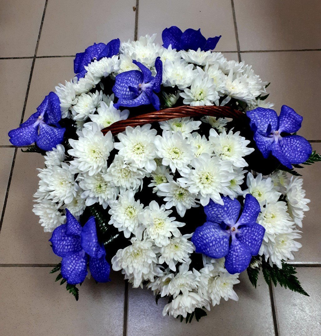 Астра большая Хризантема белая