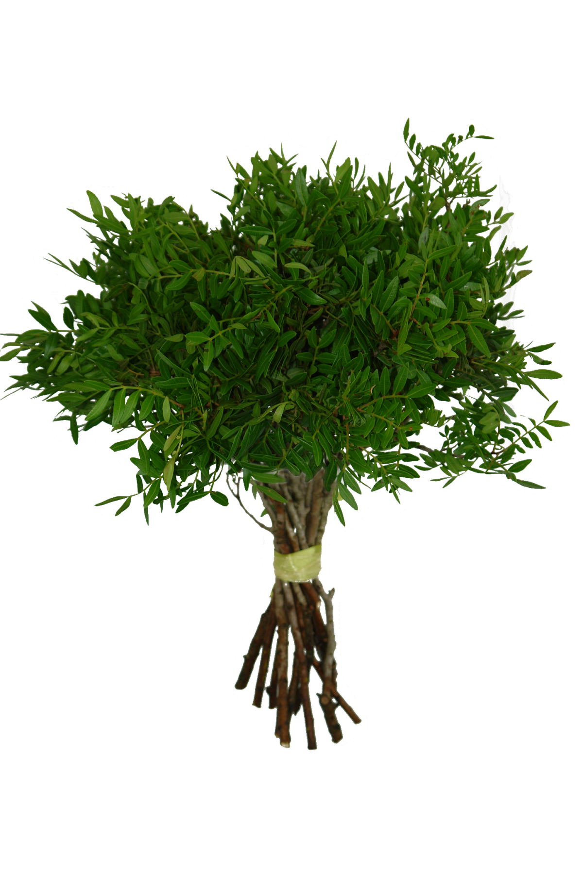 Писташ зелень