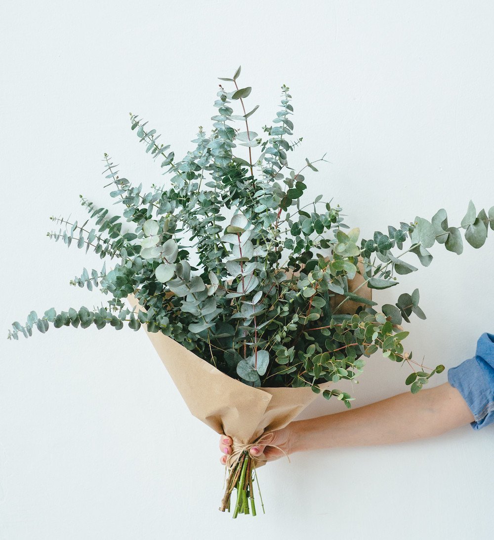 Эвкалипт теретикорнис