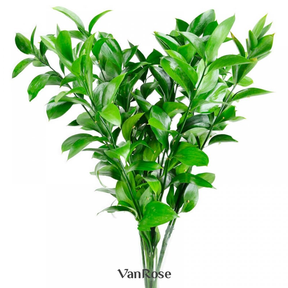 Рускус эвкалипт