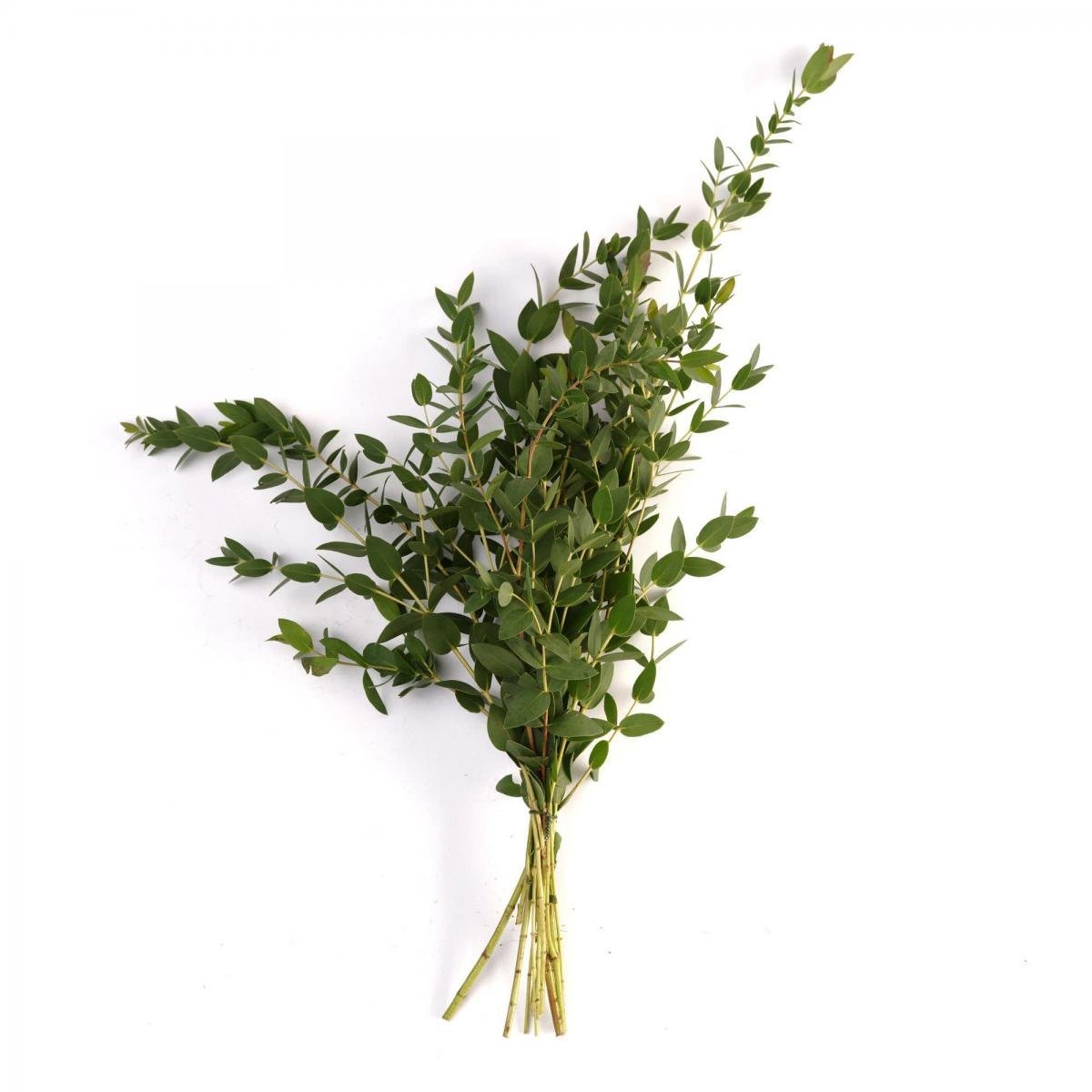 Листья эвкалипт Парвифолия