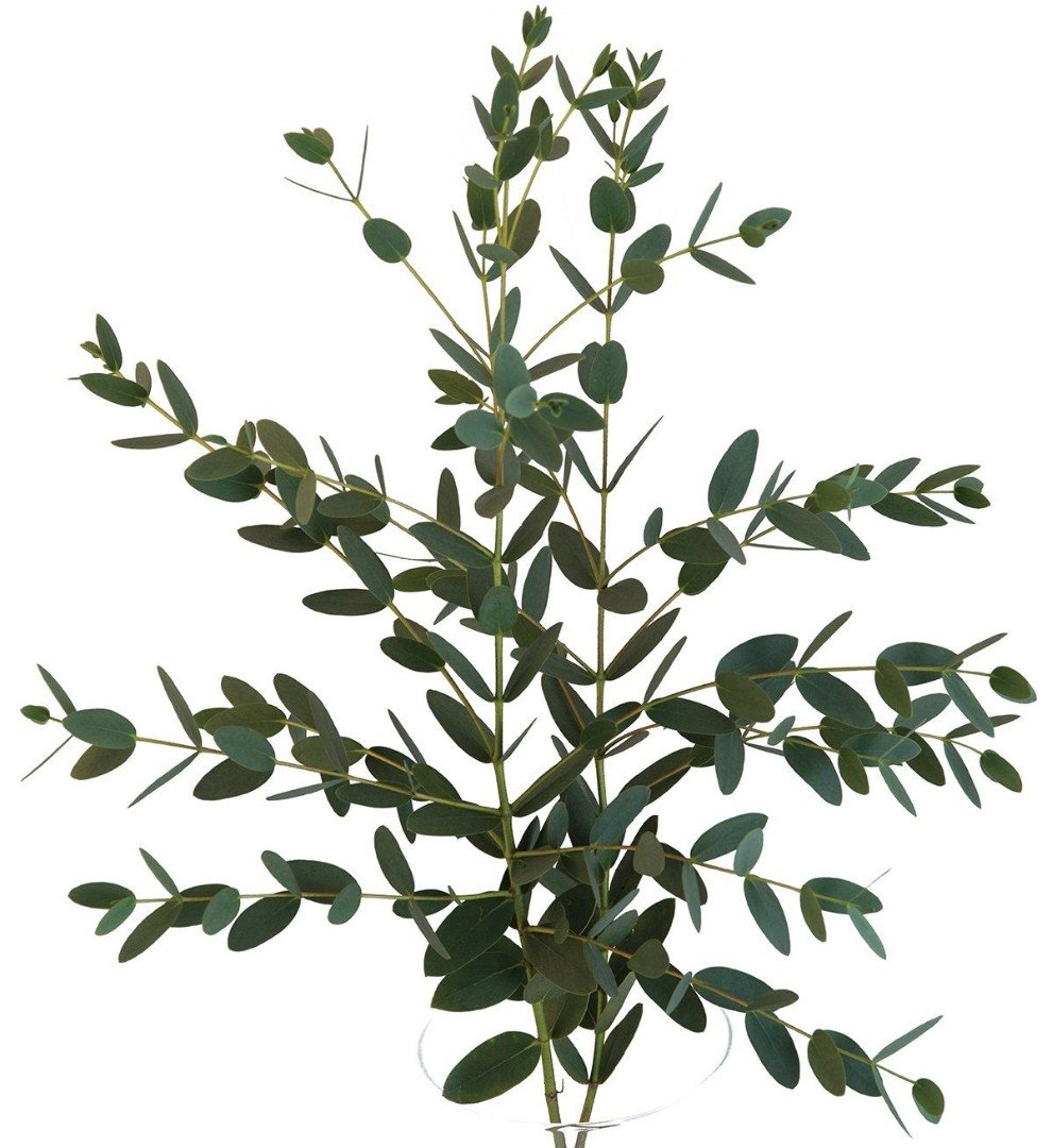 Зелень эвкалипт Парвифолия