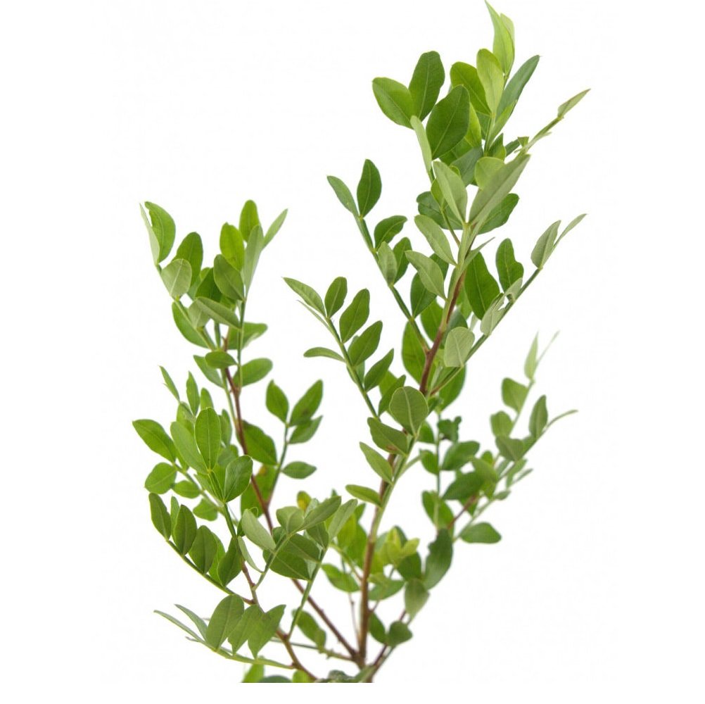 Пистация фисташка