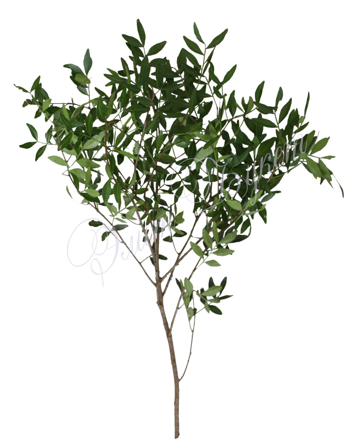 Фисташка (Писташ)