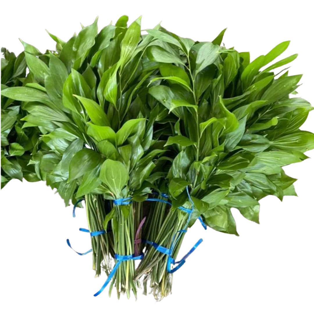 Листья Рускус израильский