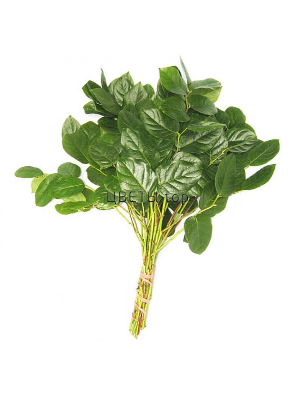 Салал зелень