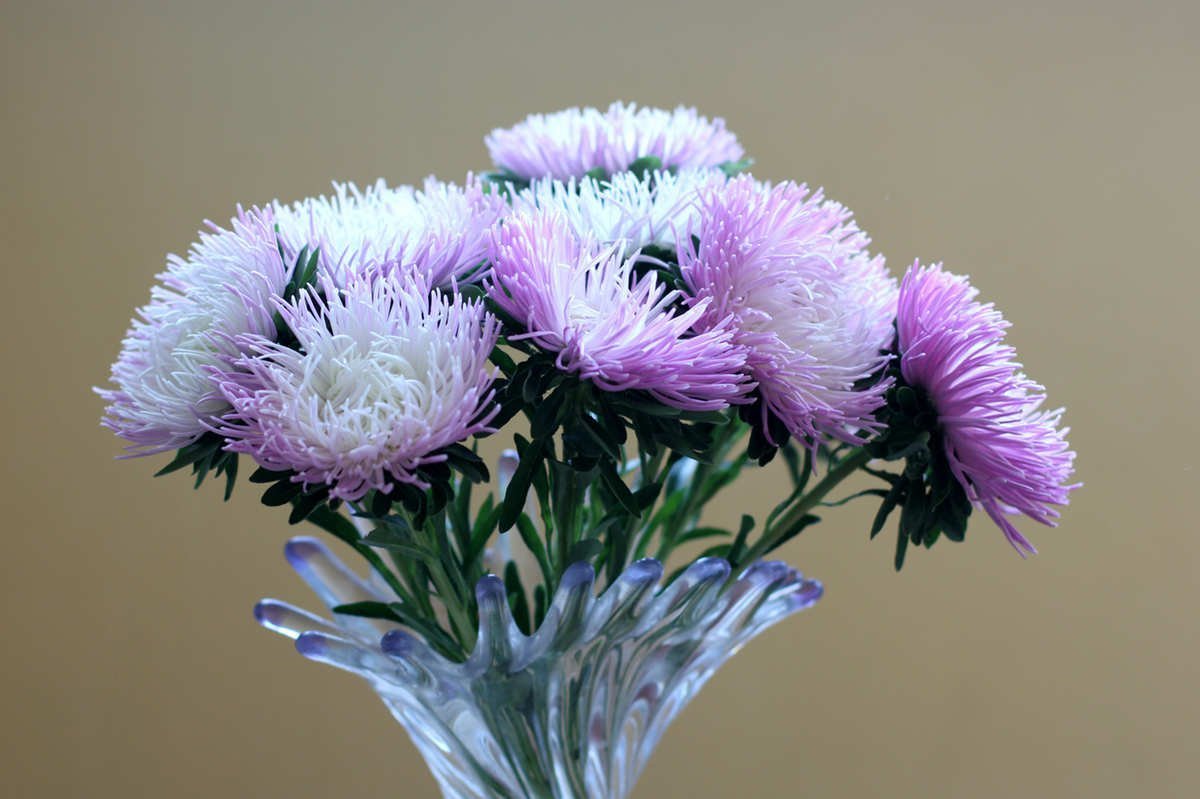 Астра Pink Bouquet