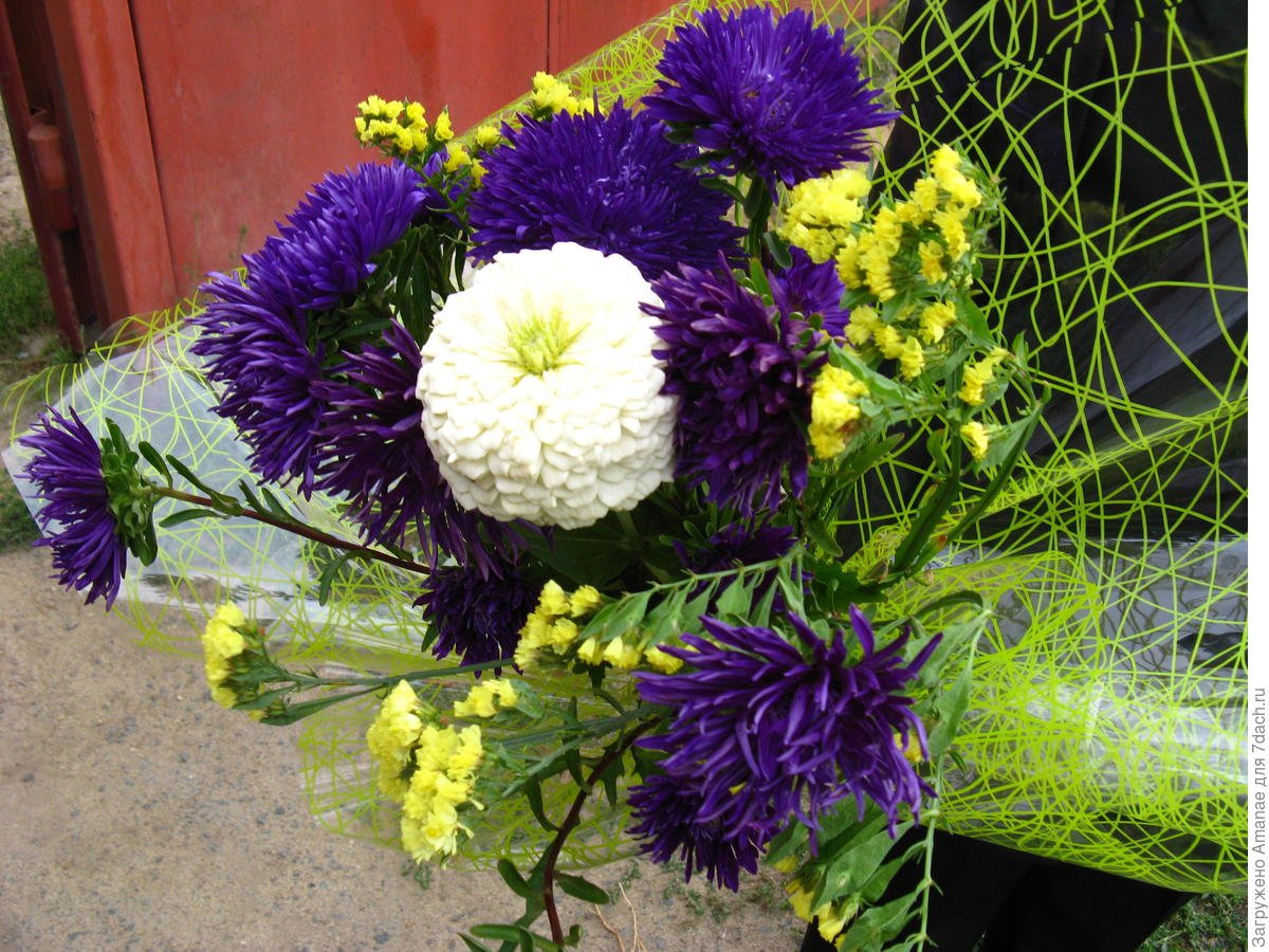 Астра баронесса смесь ,статица букет