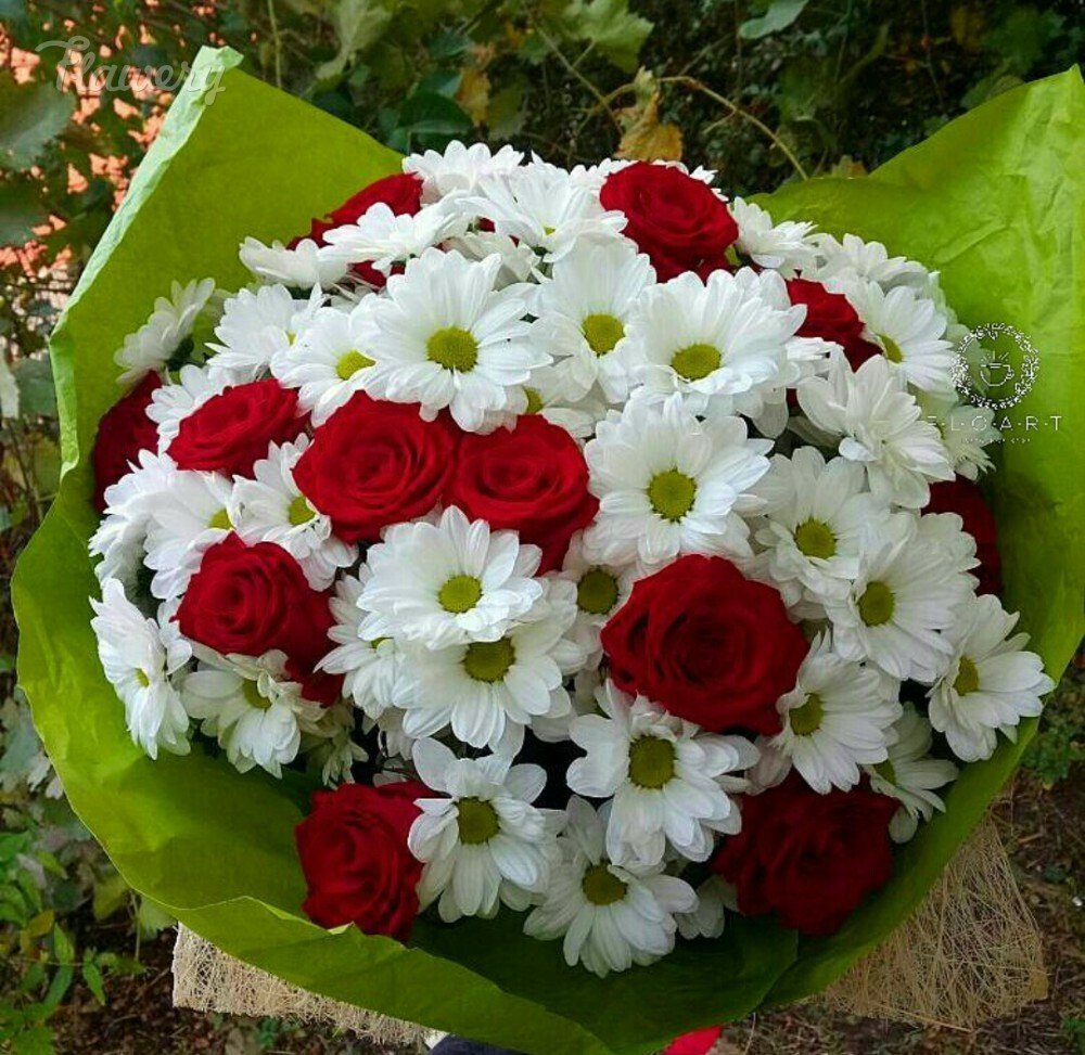 Букет белые хризантемы и красные розы