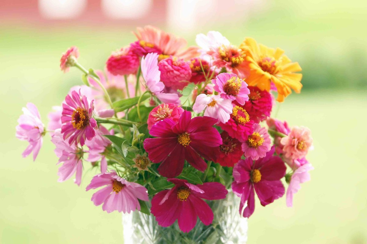 Циния и космея