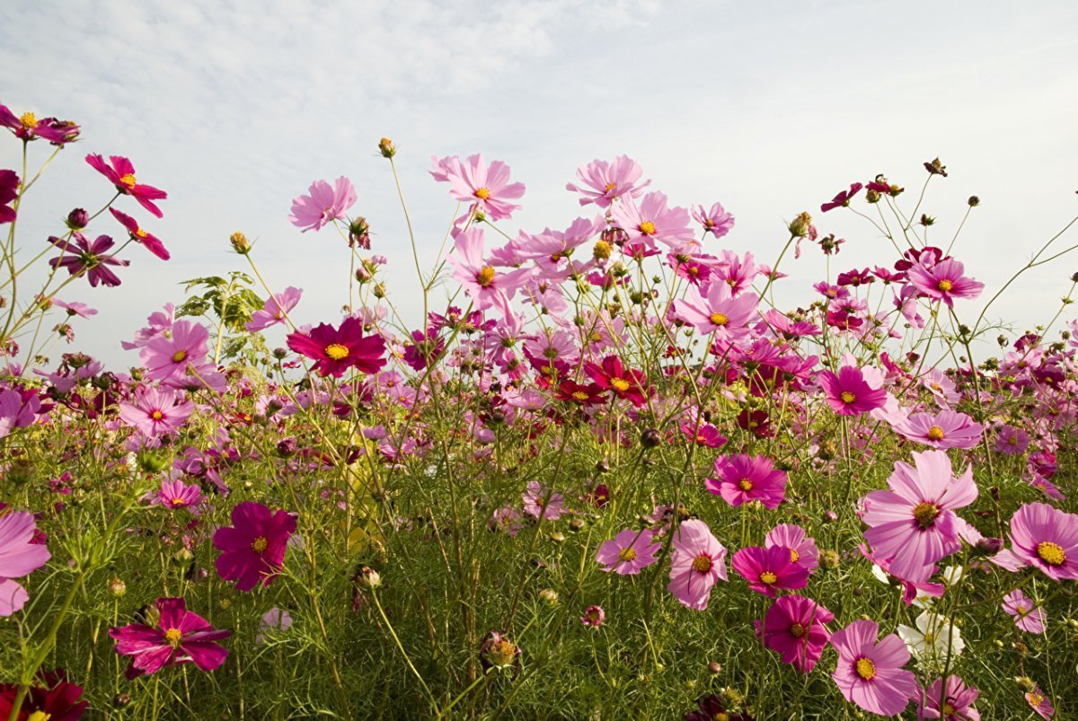 Космея поле