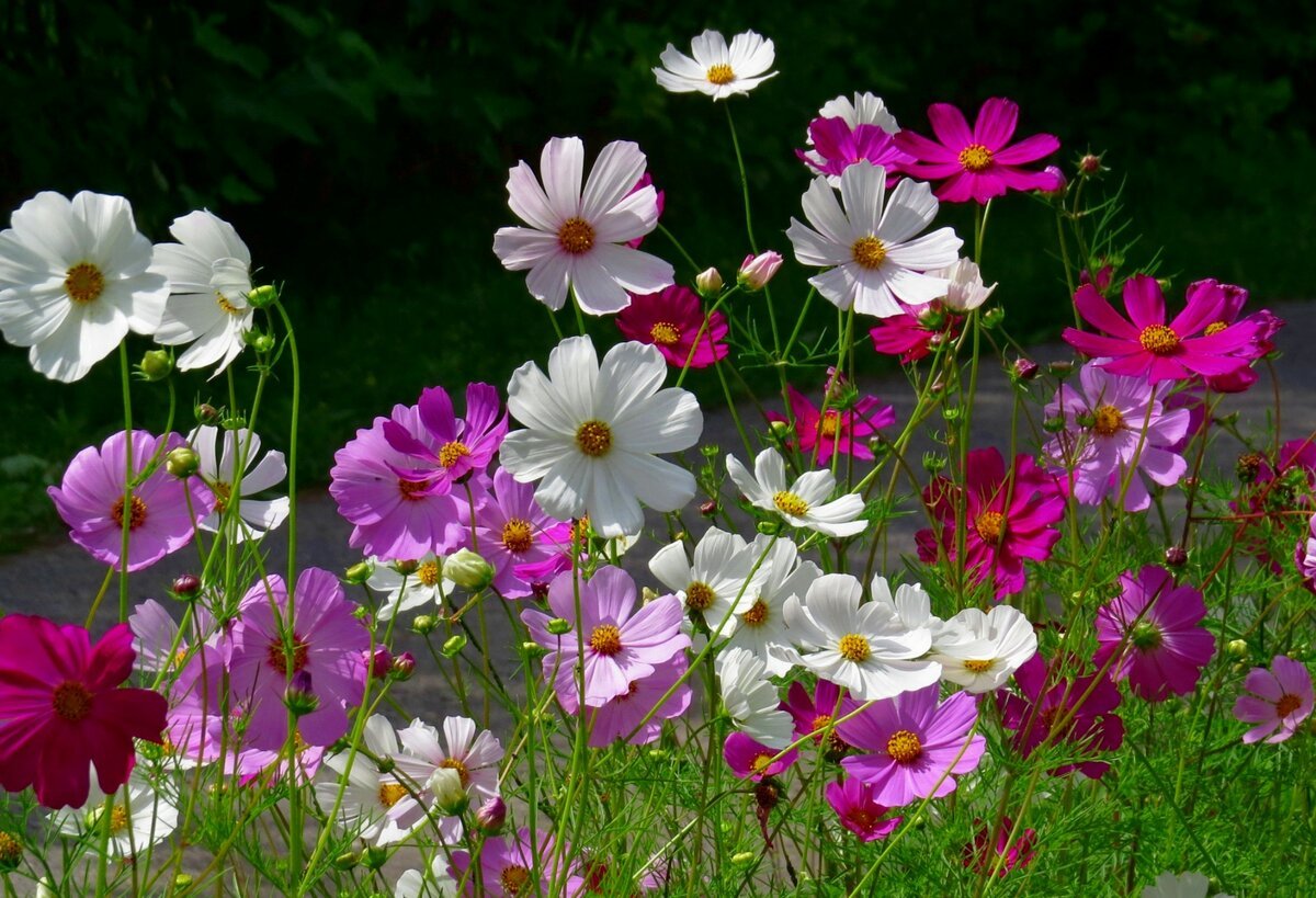 Космея Вега карликовая