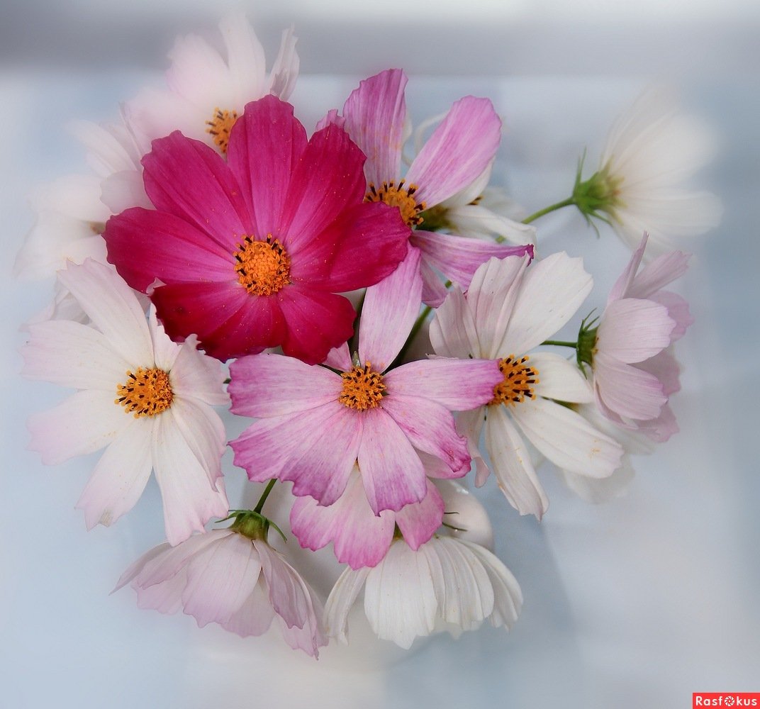 Космея сладкие грезы