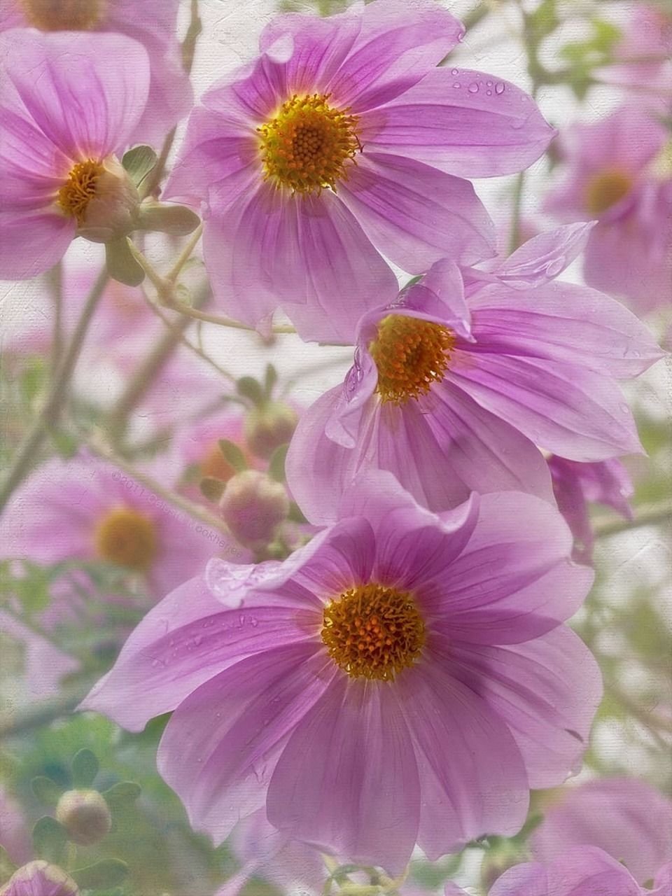 Космея цветок