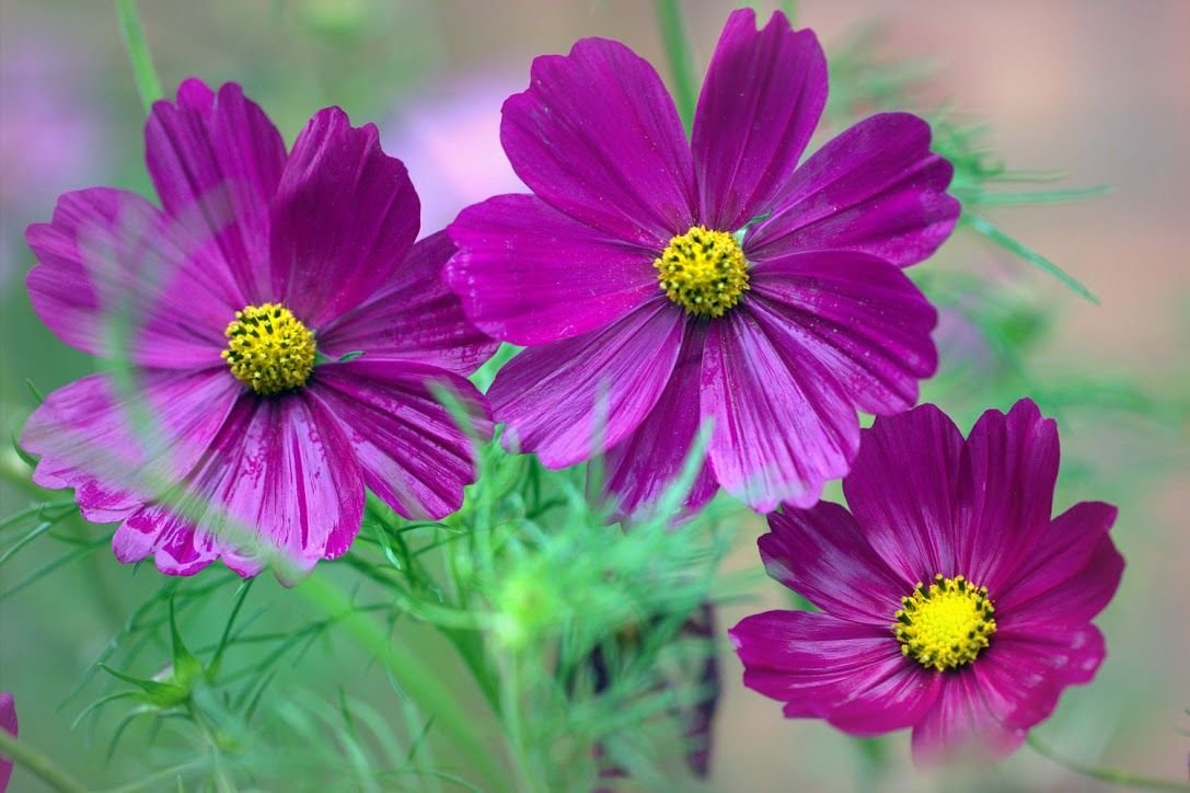 Космея Акулина