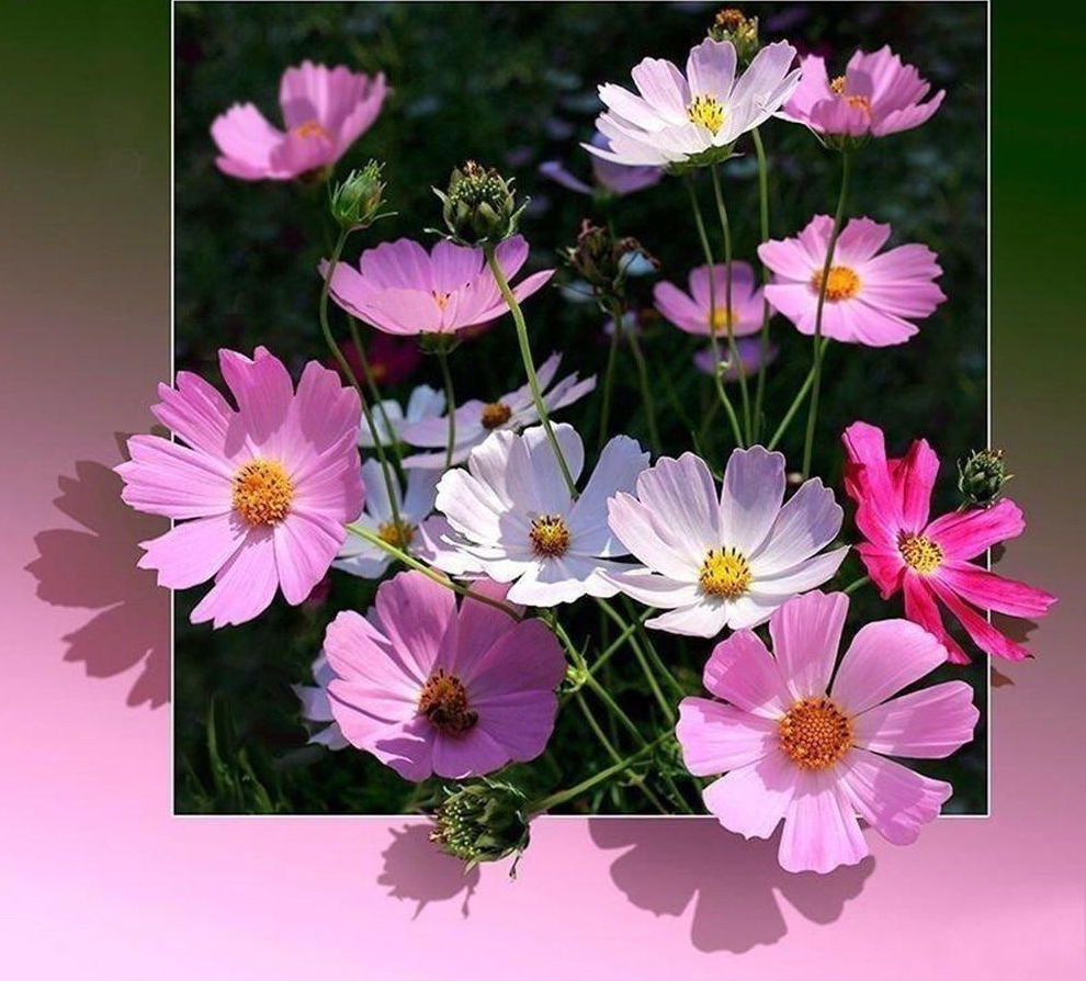 Космея. Людмила Скрипченко