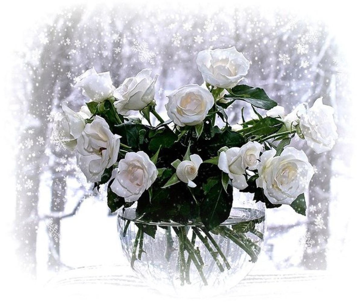 Розы на зимнем окне