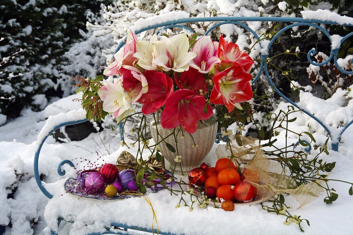 Цветы зимой