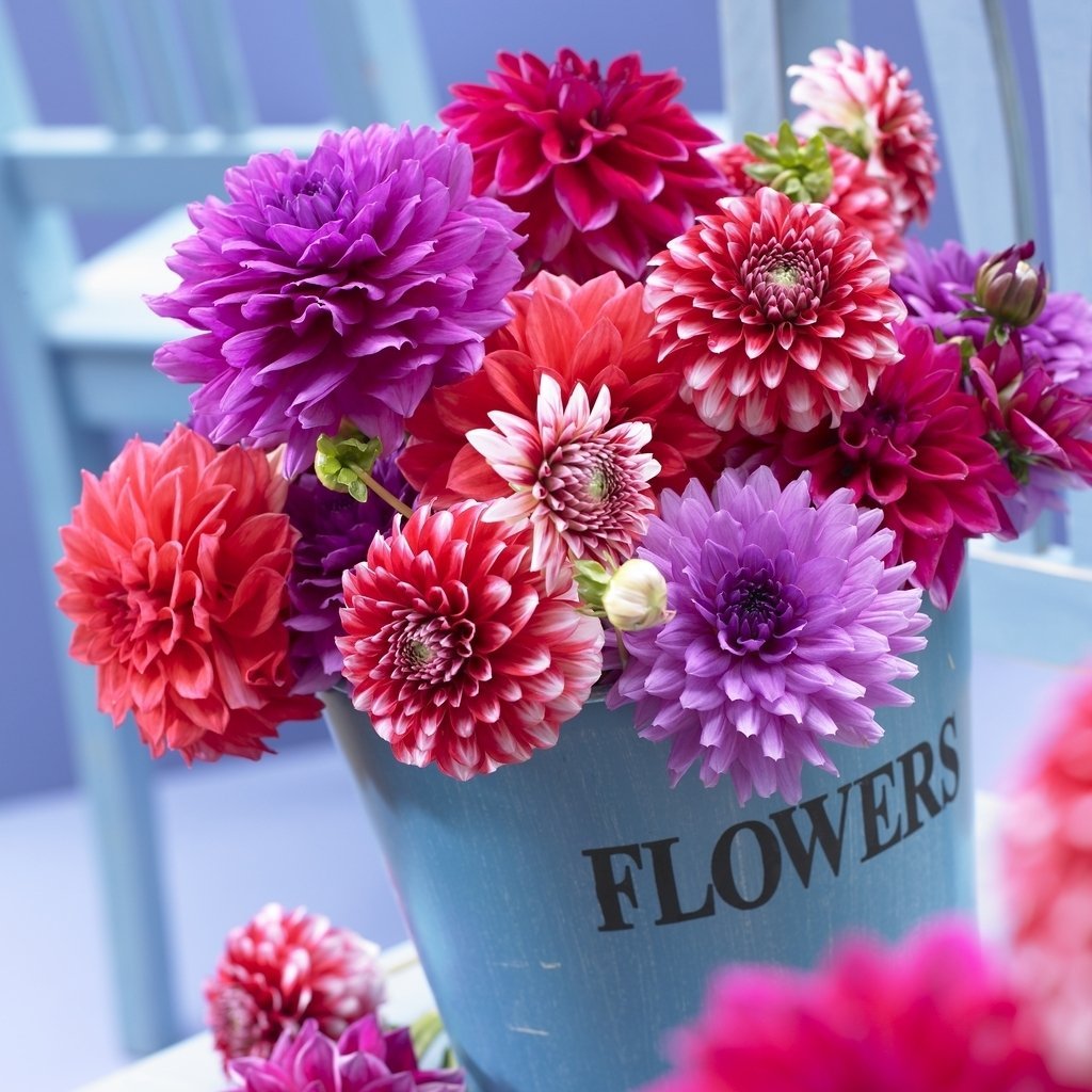 Георгина лайфстайл