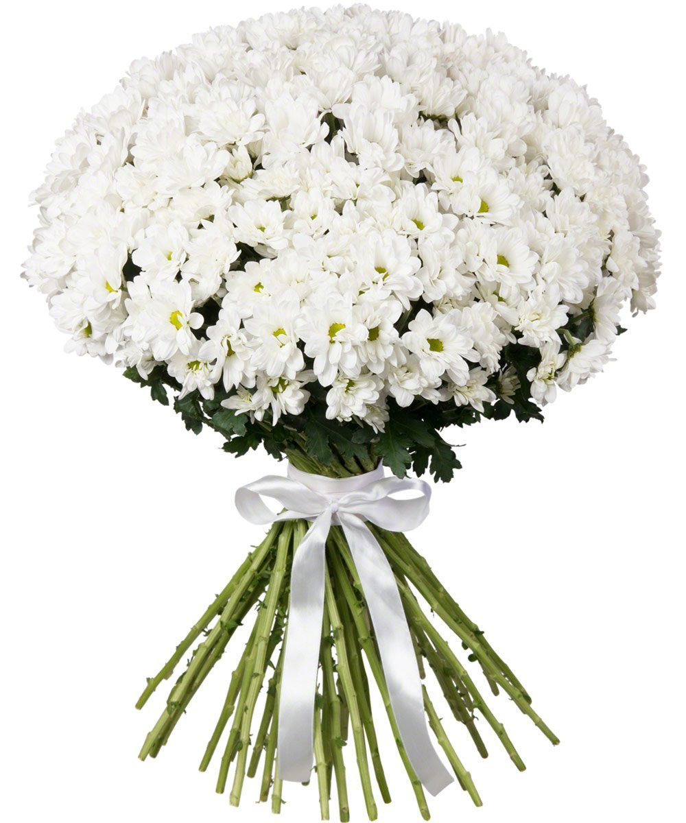 51 Белая Хризантема