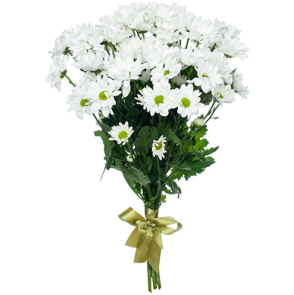 Хризантема Bislet White